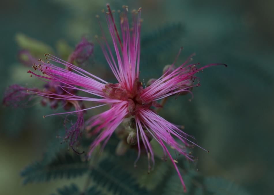 Nature Flower Plant