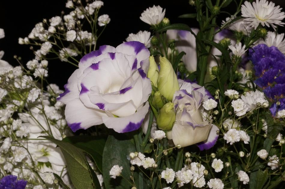 Flower Plant Floral Bouquet macro blur