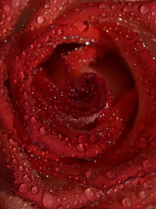 Rose Red Wet