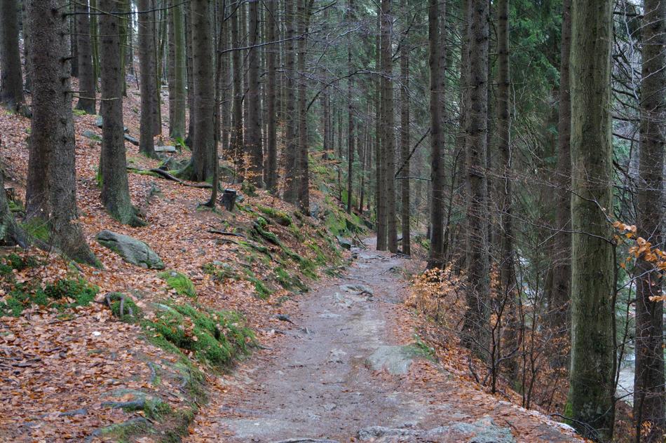 Forest Path Giant Mountains