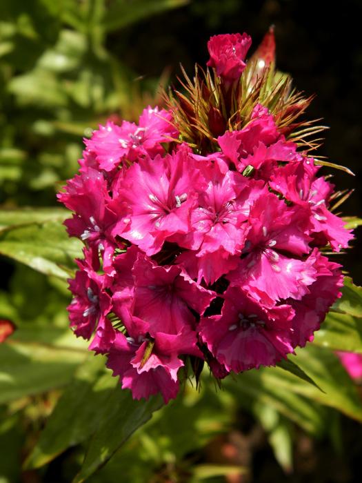 Flowers Garden