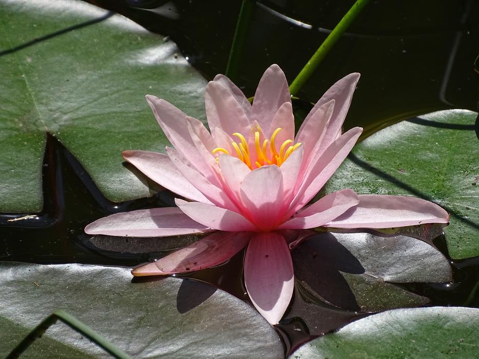Lake Rose Aquatic Nature Garden