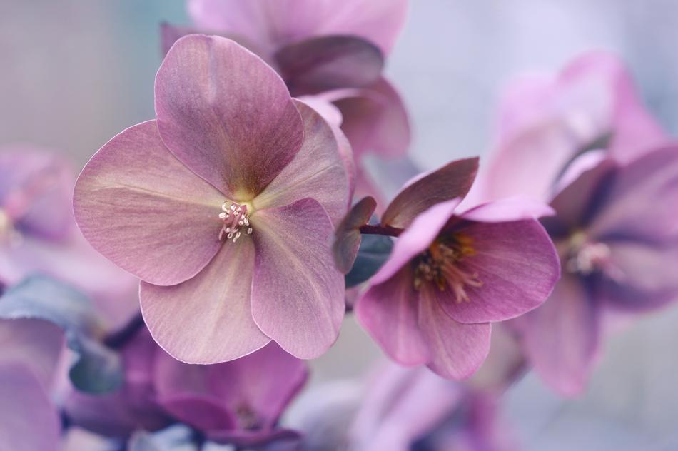 Flower Plant Nature