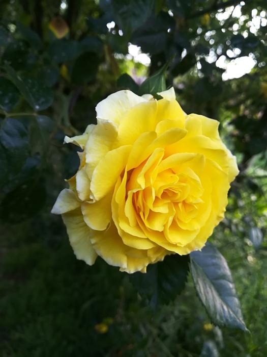 Flower Rosa Nature