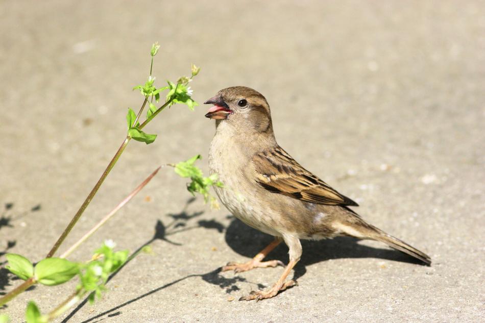 Nature Bird Wildlife