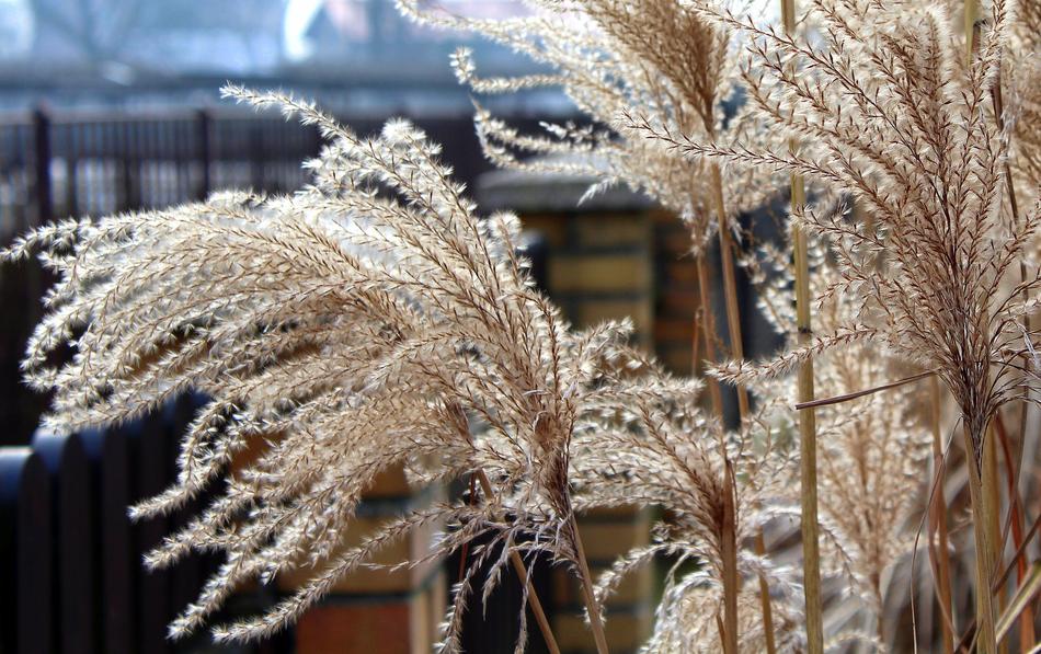 Grass Dry Winter