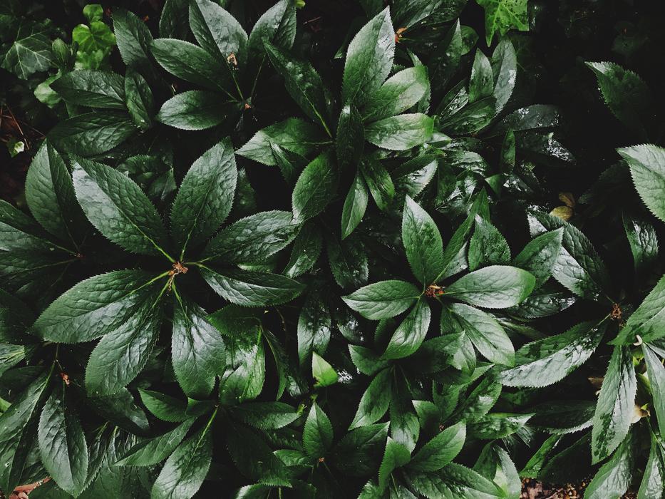 Leaves Foliage Green