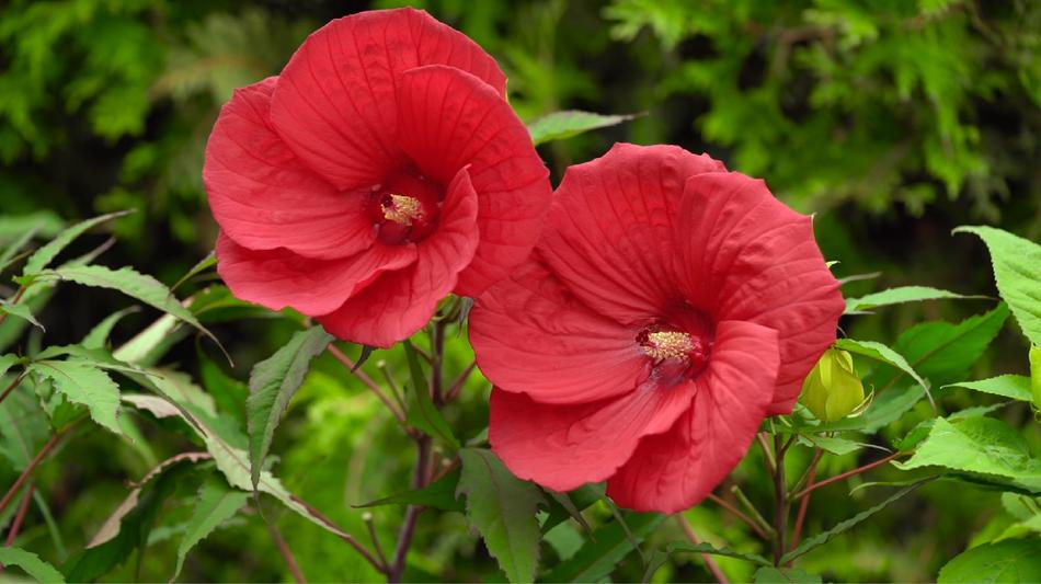 Flower Nature Flora