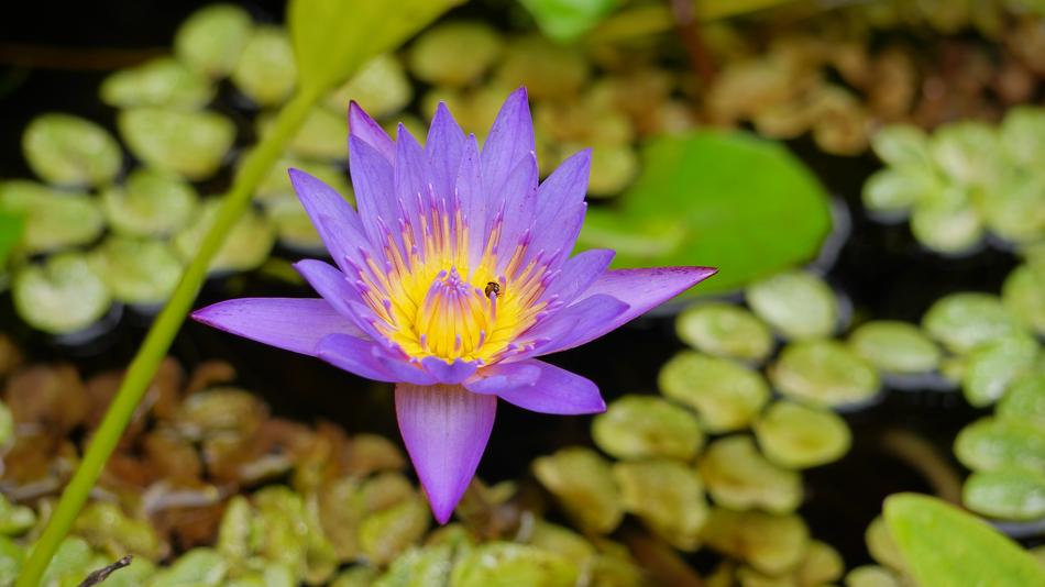 Pool Flora Nature