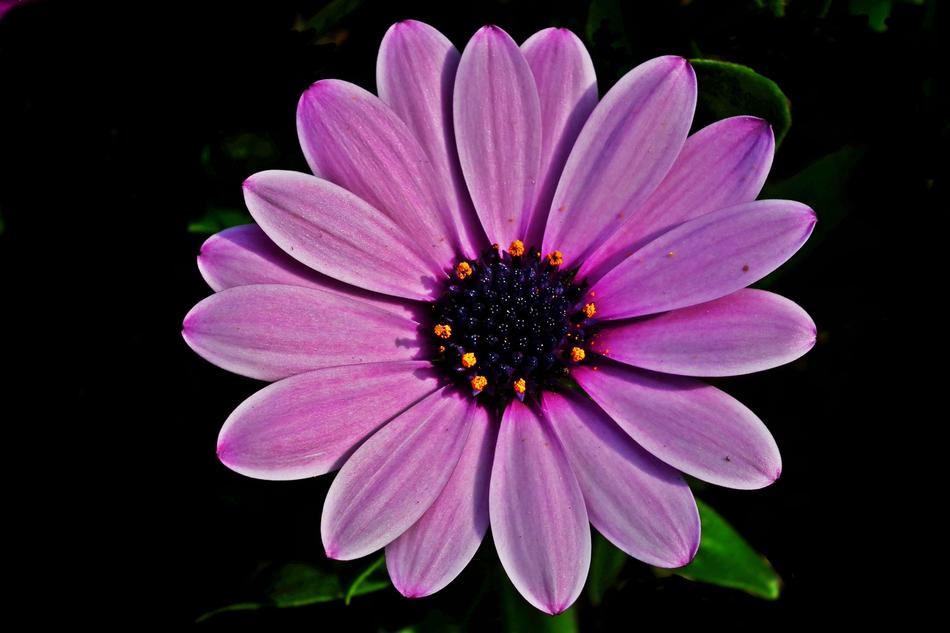 Flower Plant Nature