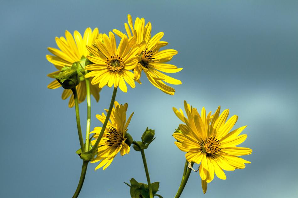 Daisy Flower