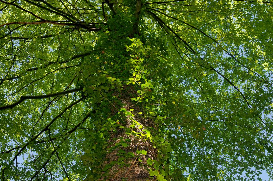 wise big tree