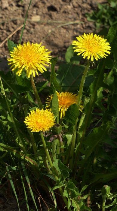 Dandelion Yellow Blossom