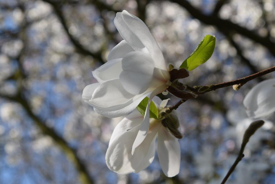 Tree Flower Branch