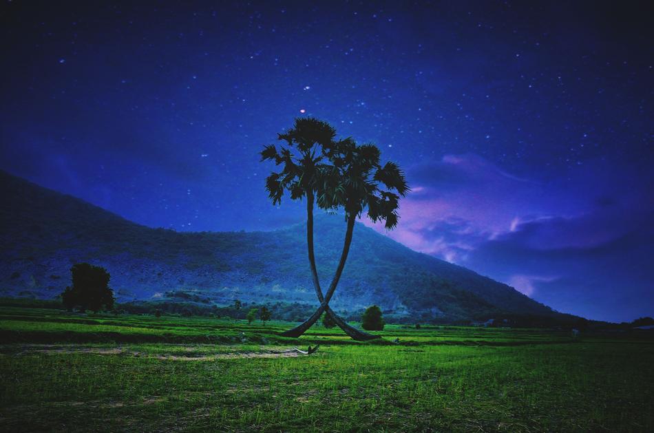 Tree Plant You Night
