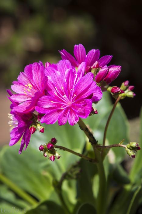 Plant Flower Blossom