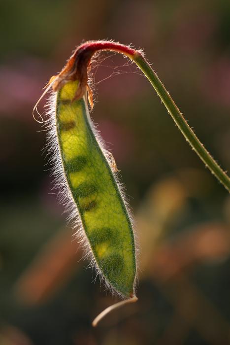 Beans Against Light