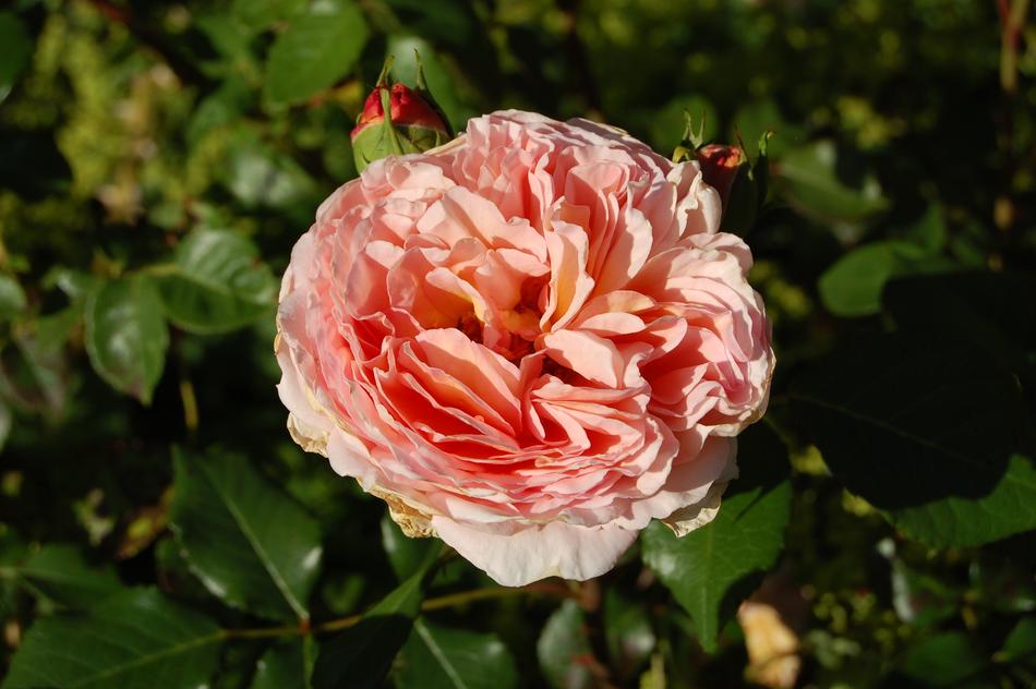 Flower Nature Plant