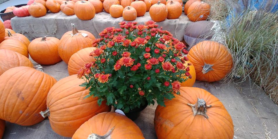 Autumn Chrysanthemum Orange