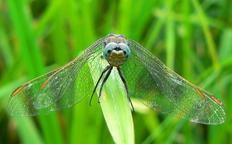 Nature Grass Insect