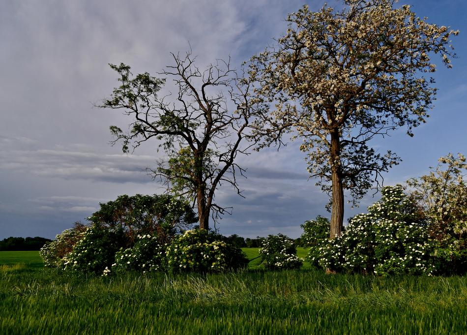 Tree Trees spring has come flowering