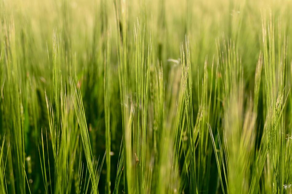 Barley Field The Grain
