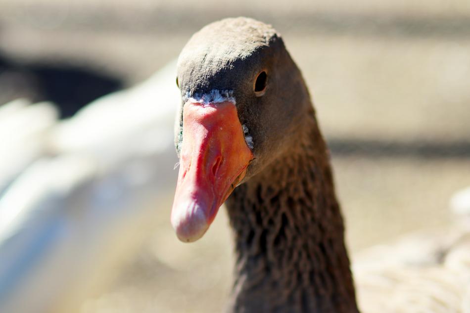 Duck Wildlife Nature