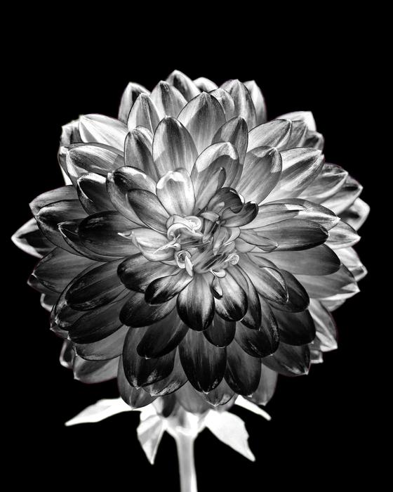 Nature Flower Flora