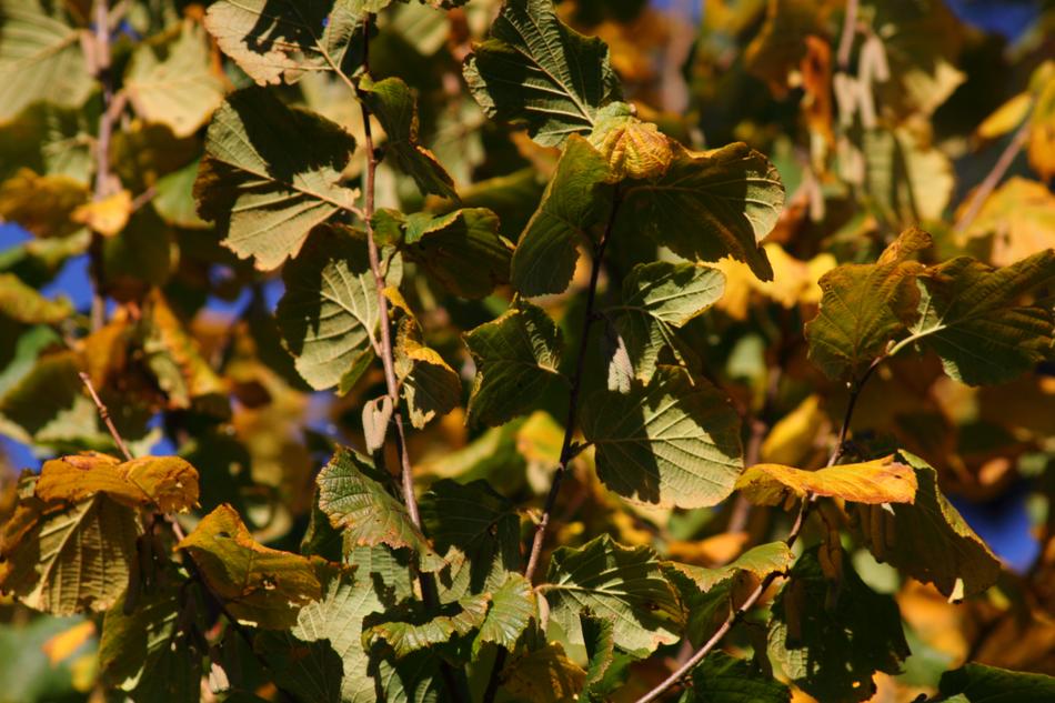 Yellow Leaves Autumn Fall