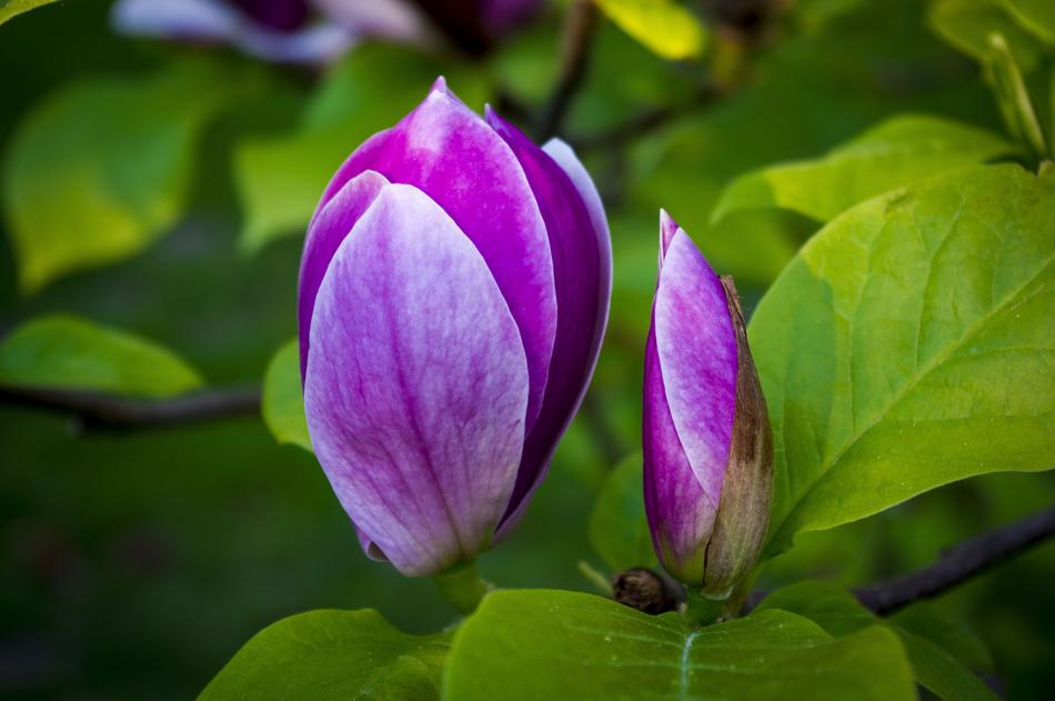Plant Nature Flower