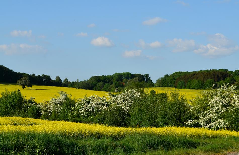 magical spring blooming in the meadow