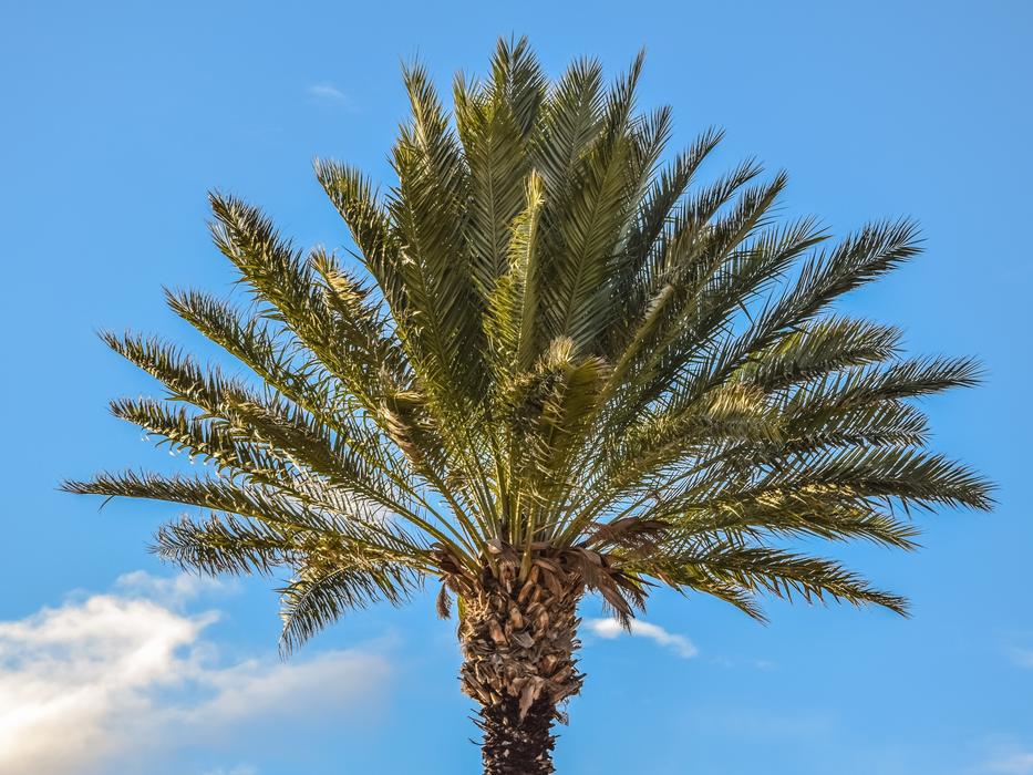Palm Tree Tropical