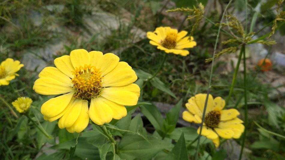 Flowers Yellow Green