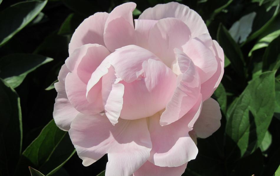 Peony Flower