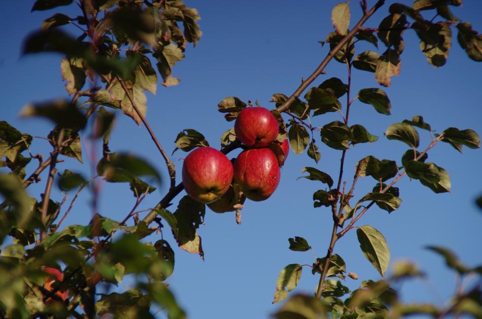 Apple Tree Fruit