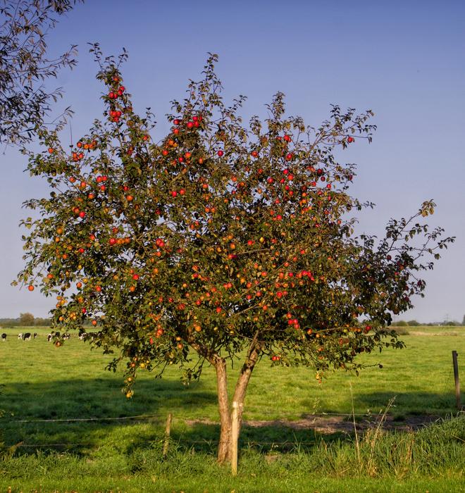 Apple Tree Fruit