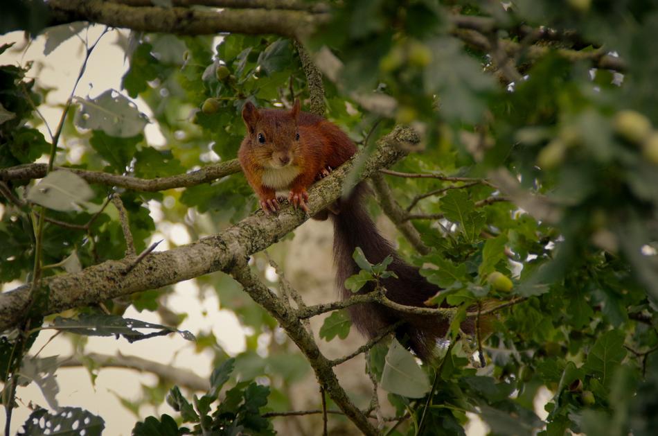 Squirrel Nature Animal