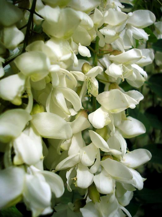 Acacia White Flower Spring