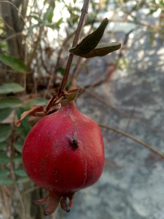 Fruit Leaf Tree