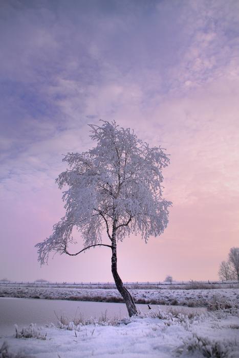 Winter Tree Snow