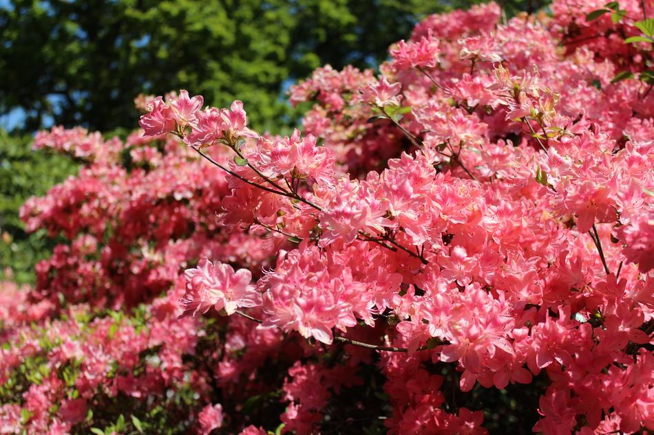 Nature Flower Flora