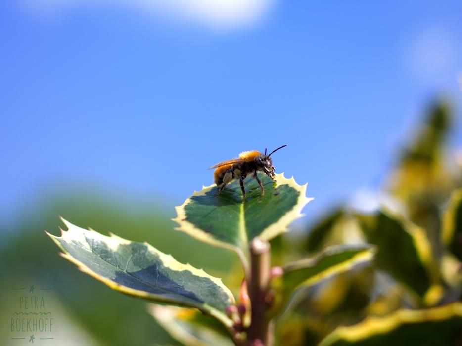 Bee Leaf Nature
