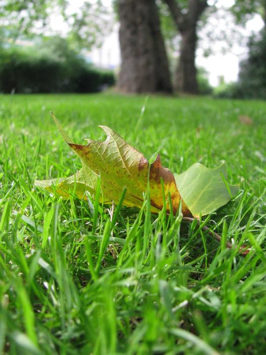 joyful autumn