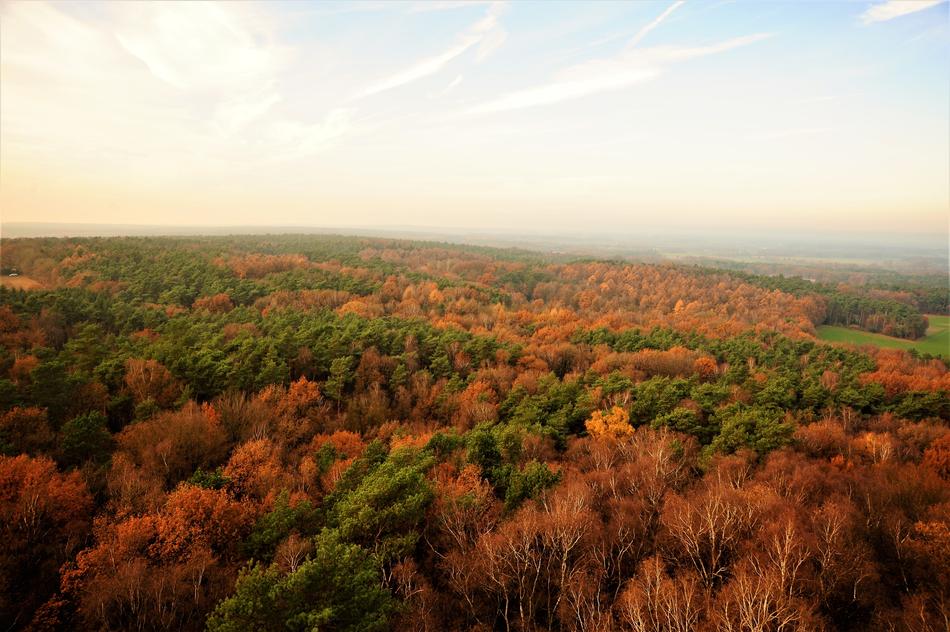 Forest View Nature
