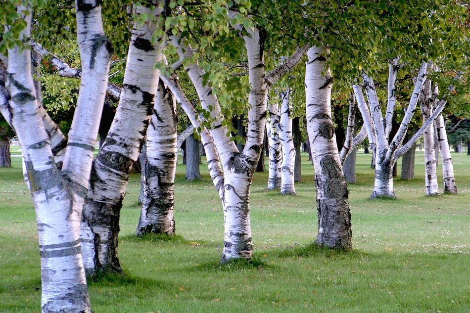 Nature Outdoors Woods Birch