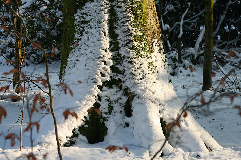 Snow Winter Nature