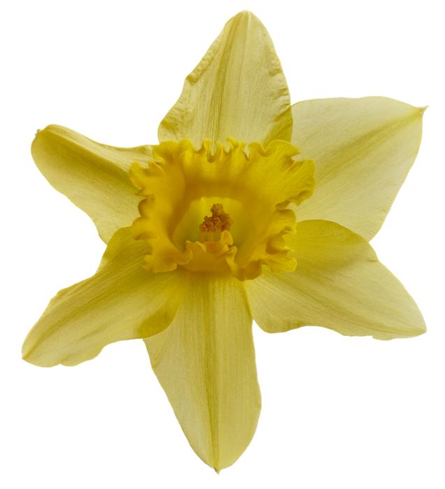 yellow one-legged flower