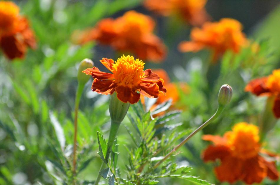 Nature Flower Flora