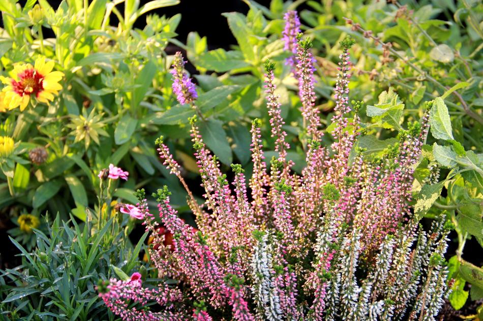 Lavender Nature Season