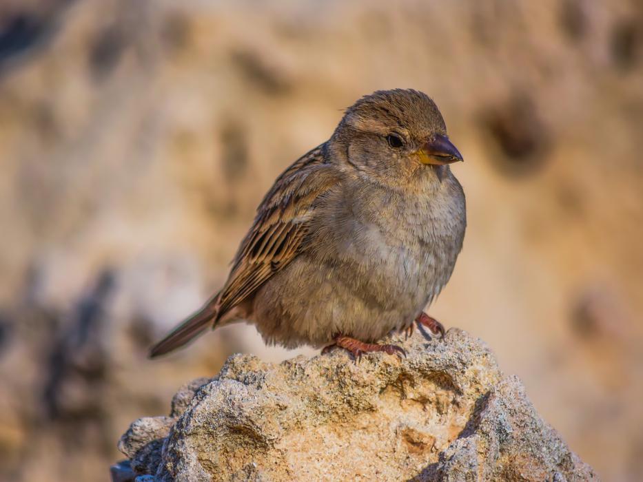 Sparrow Nature Wildlife